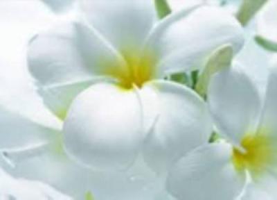 فواید شگفت انگیز و کاربردهای روغن گل سفید