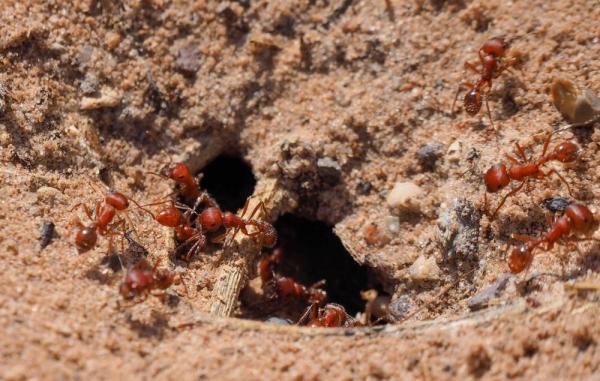 نتیجه باورنکردنی ریختن فلز مذاب در لانه مورچه های آتشین ، عکس