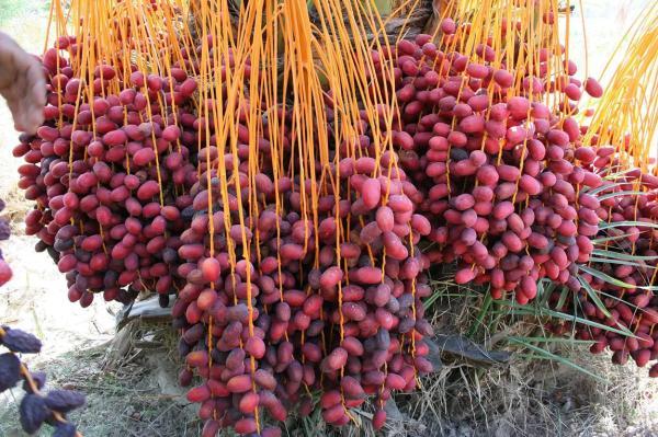 سوغات بندرعباس و یک تکه از جنوب برای یادگاری