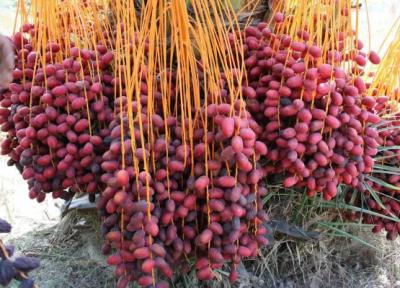 سوغات بندرعباس و یک تکه از جنوب برای یادگاری